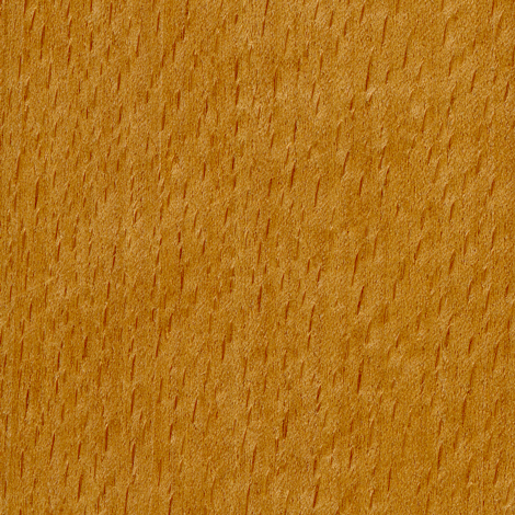 Gestoomde beuk